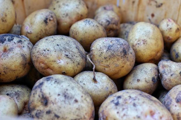 Sustainable & Eco-friendly Packaging Made From Potatoes